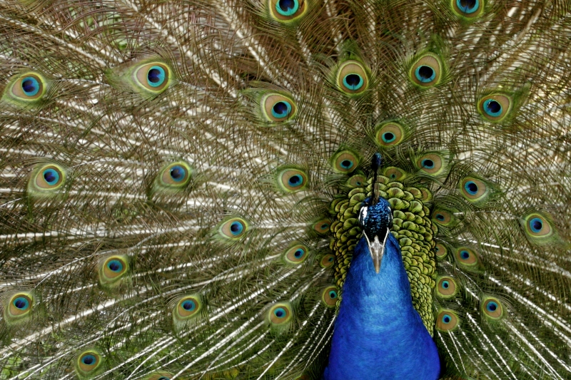 peacock 4 � Dave Hickey (hicspix)